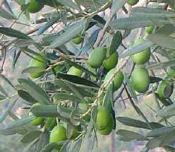 Öl aus Mallorca - Balearen - Agrarnahrungsmittel, Ursprungsbezeichnungen und balearische Gastronomie